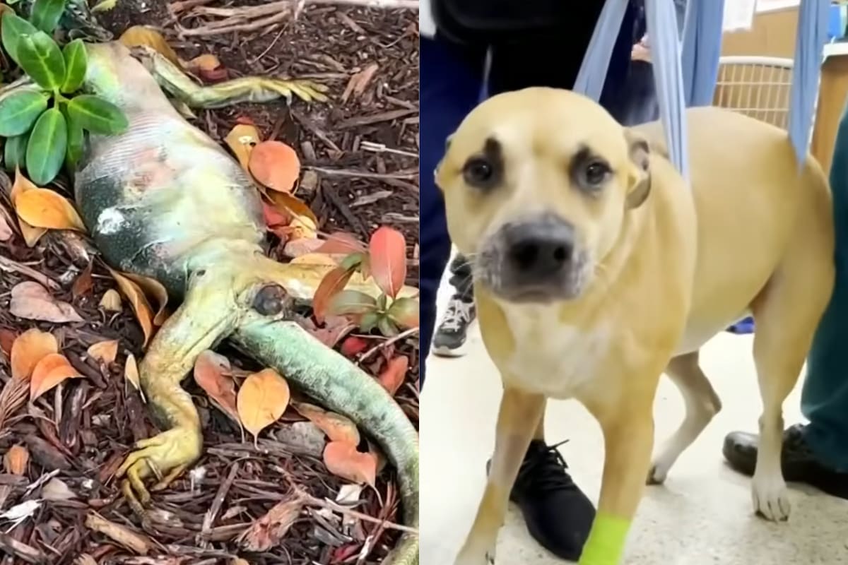 La dueña encontró a su mascota mientras masticaba el reptil muerto en el patio trasero