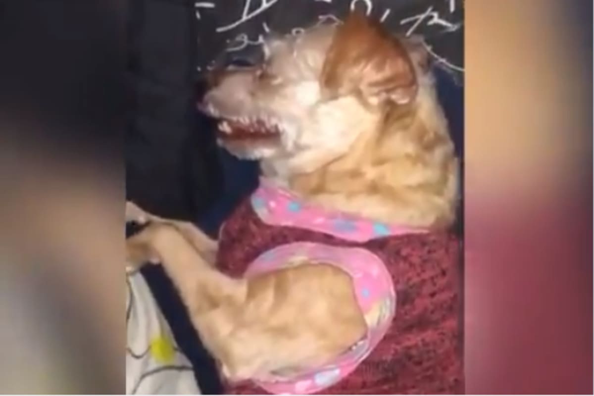 La dueña ya les había pedido a los vecinos que no molestaran a su perrita mayor de edad con pirotecnia, sin embargo no solo lo hicieron sino que también la amenazaron