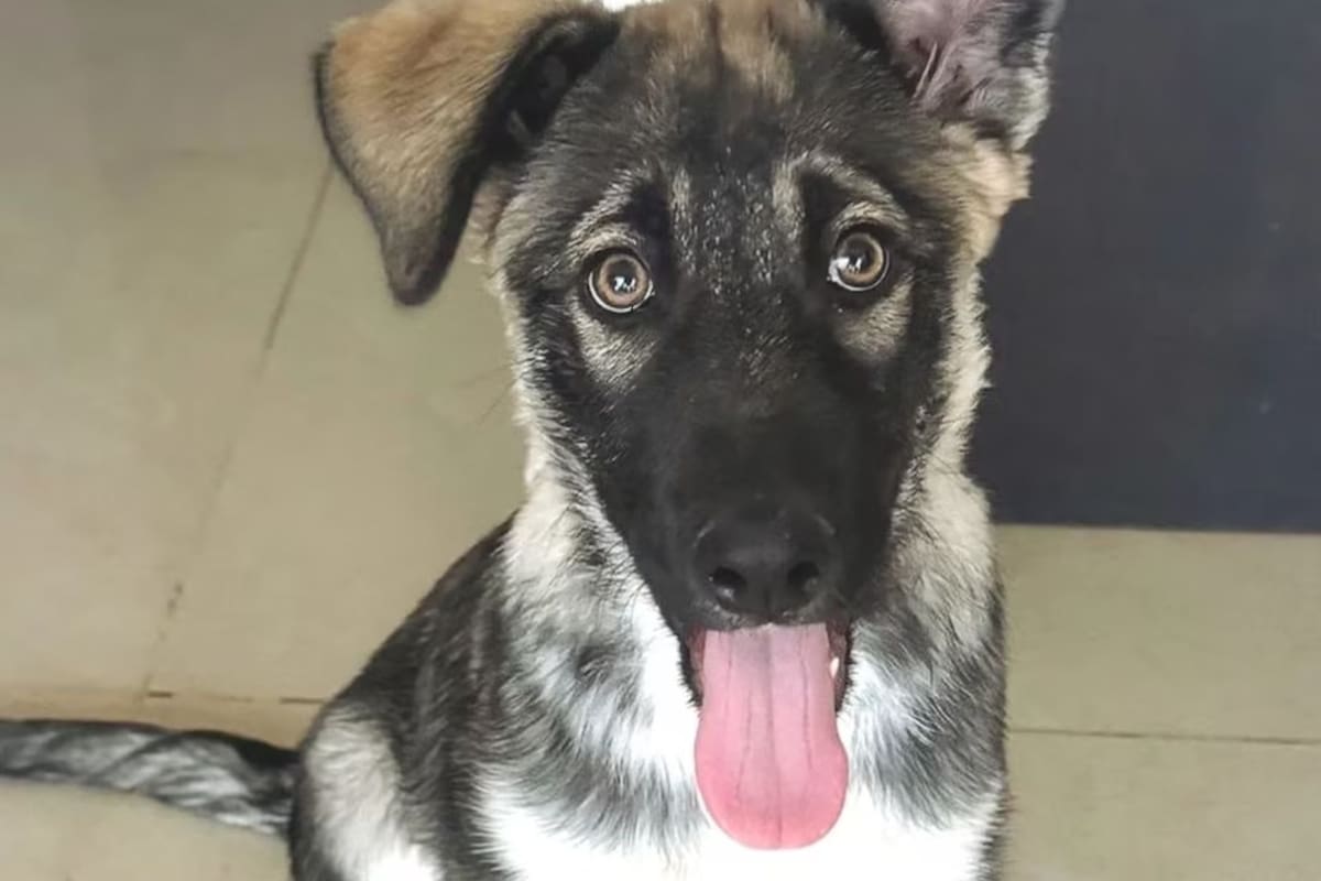 La dura historia de Silvia, una perrita de tres meses (Captura: Instagram @adoptaunangelmascota)