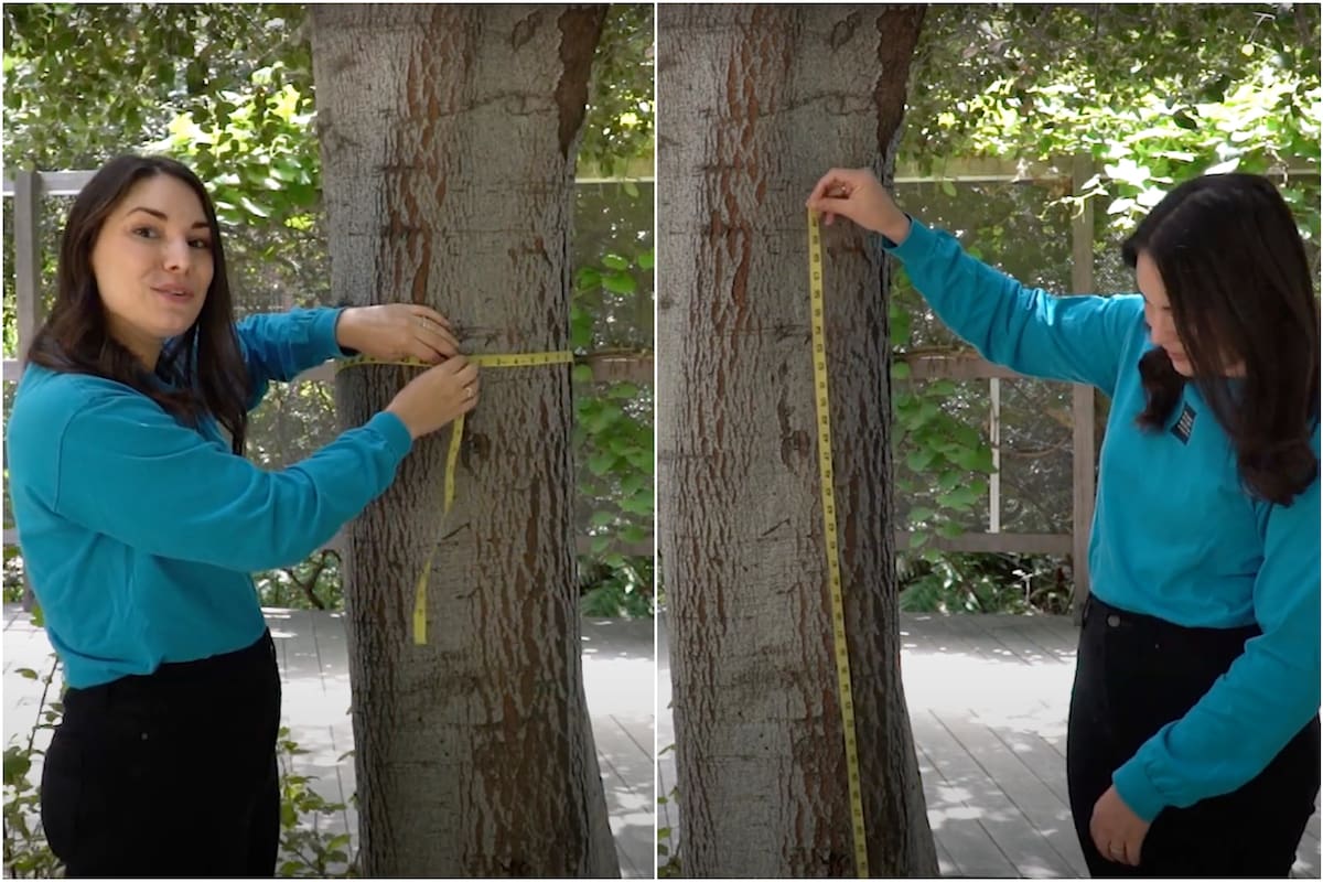 La edad de un roble puede estimarse mediante una fórmula matemática, basada en la relación directa entre el tamaño del tronco y la edad del árbol