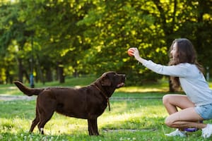 La edad ideal para comenzar a enseñarles a los perros y obtener los mejores resultados