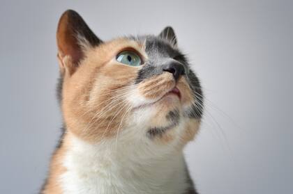 La educación de los gatos tiene que centrarse en crear un ambiente que promueva comportamientos positivos y no en un entrenamiento tradicional