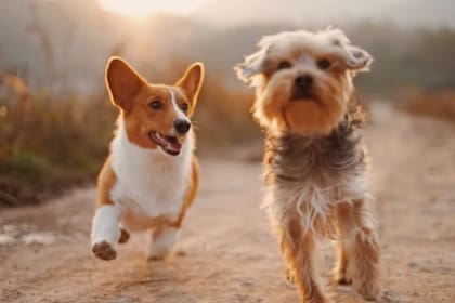 La educación del animal es fundamental (Fotos Unsplash)