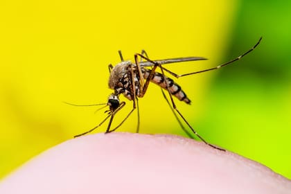 La EEE se transmite principalmente a través de la picadura de mosquitos infectados