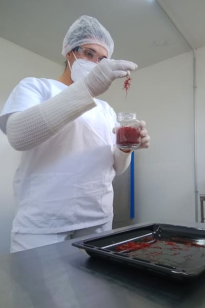 La elaboración de gin de azafrán consiste en una
maceración, destilación y reposo que logra una bebida única y especiada