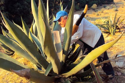 La elaboración del pulque debe ser cuidadosa (Foto: Archivo)
