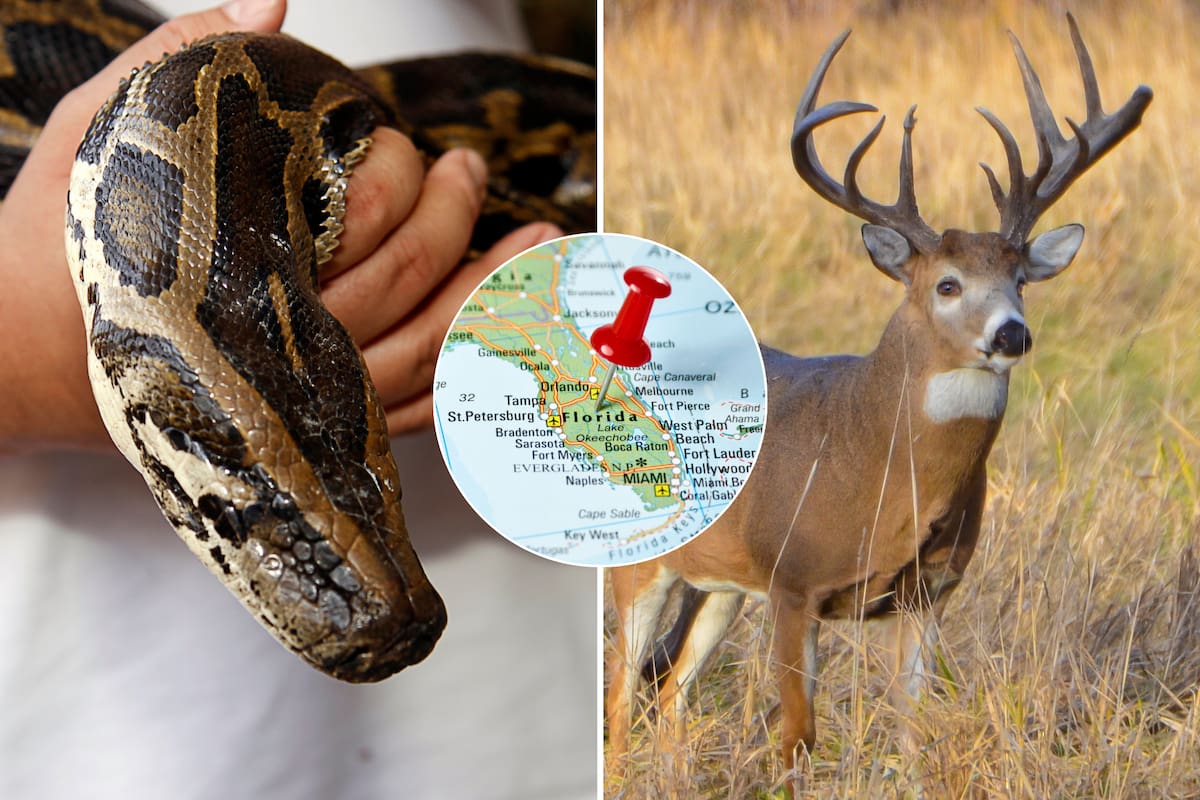 La elasticidad en la mandíbula inferior de la pitón le permite devorar presas hasta seis veces mayores que otros reptiles similares