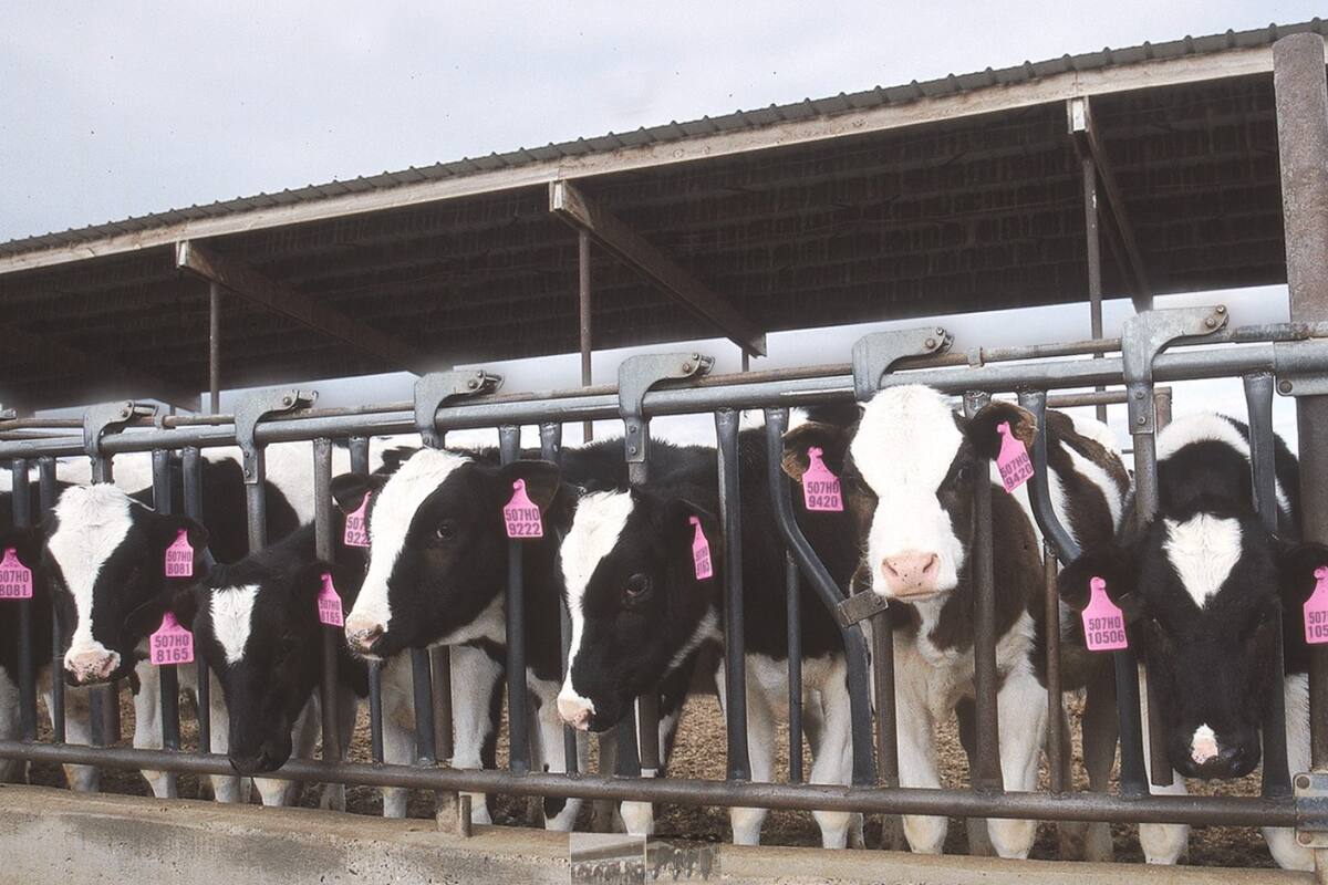 La elección de la hacienda por fenotipo se puede concretar teniendo en cuenta tres puntos centrales en las vaquillonas: grupa, fortaleza y capacidad, patas y pezuñas