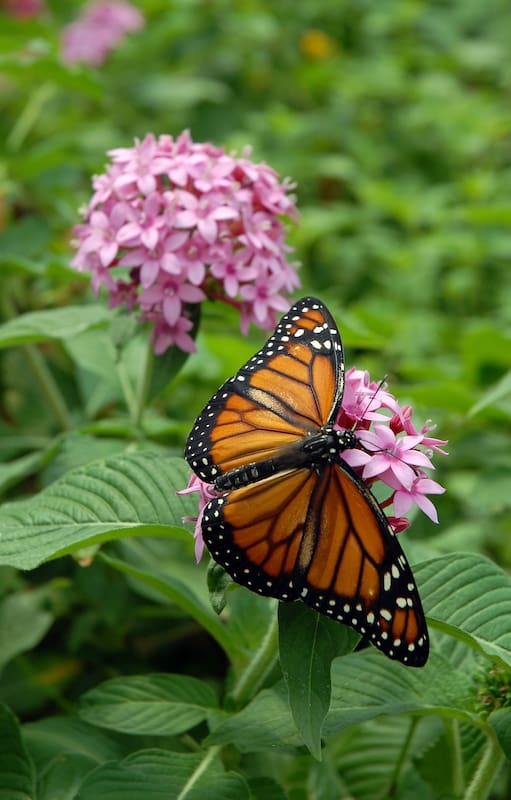 La elección de las plantas se planifica para que durante gran parte del año haya flores nectaríferas a disposición de las mariposas