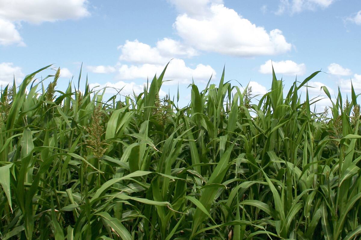 La elección de los cultivos y de los métodos de producción son relevantes para optimizar el manejo del agua