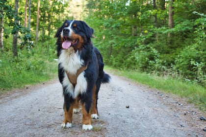 La elección de nombres originales para nuestros perros podrían basarse en personalidades históricas