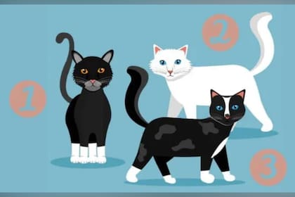La elección de uno de los tres gatos de la imagen podría determinar un rasgo de tu personalidad