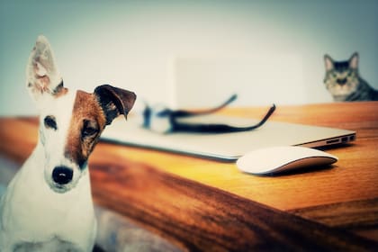 La elección entre perros y gatos también puede estar influenciada por el contexto cultural