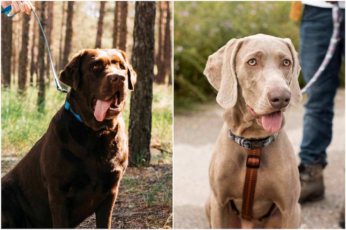 La elección entre un collar o un arnés puede influir directamente en la salud y seguridad del canino, según especialistas de EE.UU.