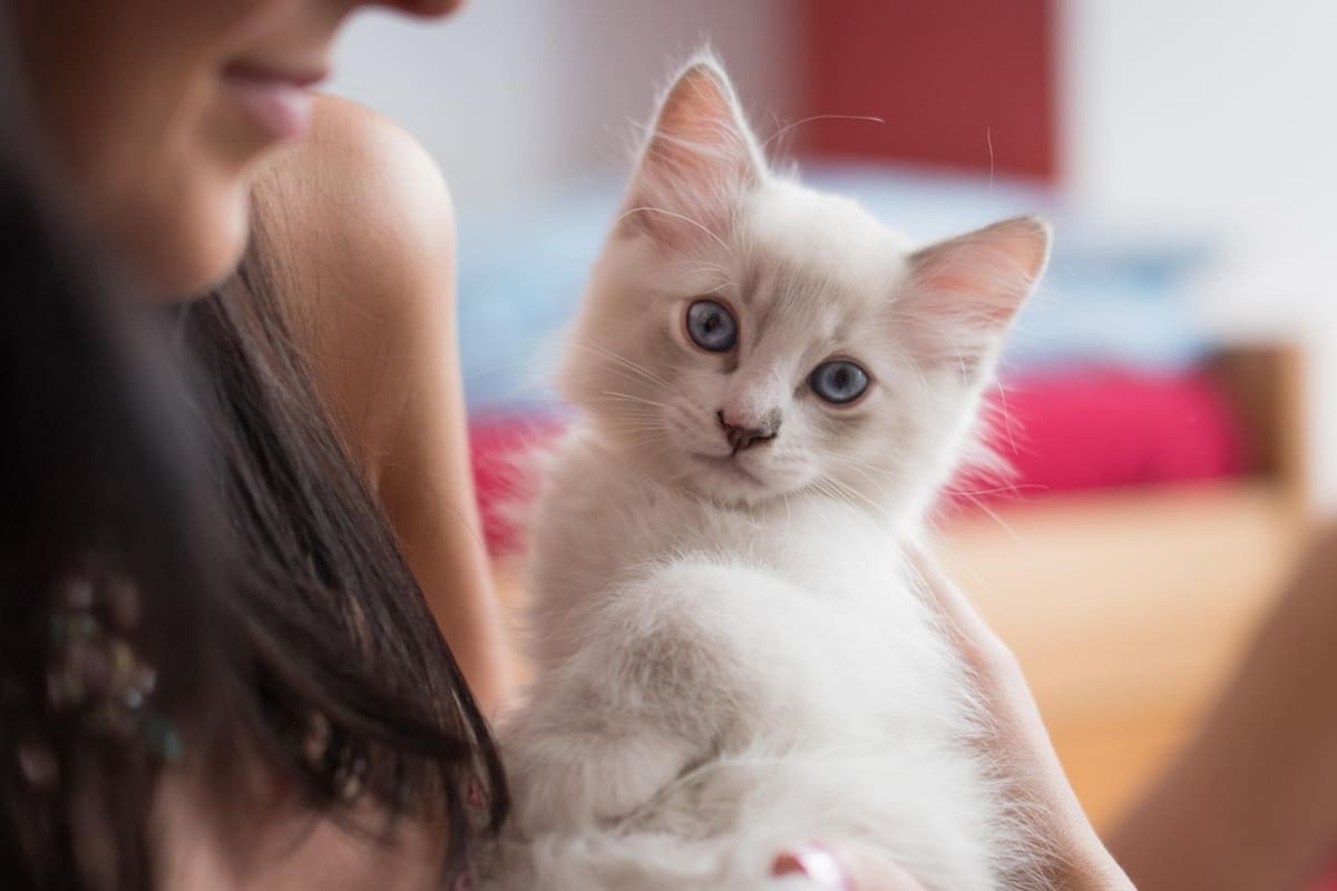 La elección felina: cómo y por qué un gato te elige como su favorito (Foto de carácter ilustrativo: Pixabay)