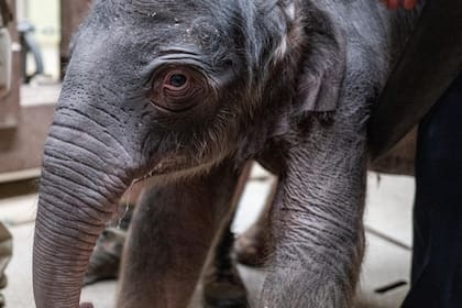 La elefanta goza de buena salud, pero seguirá bajo observación (Foto/Zoológico Smithsonian)