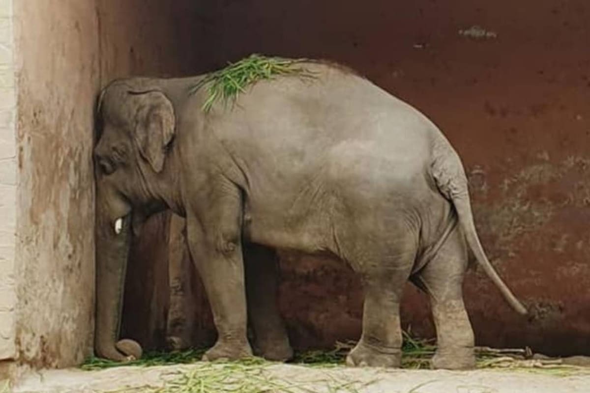 La elefanta Kaavan vivía en condiciones difíciles en un zoo de Pakistán y la cantante junto a organizaciones de defensa de los animales lucharon porque fuera liberada y ahora será trasladada a un santuario en Camboya