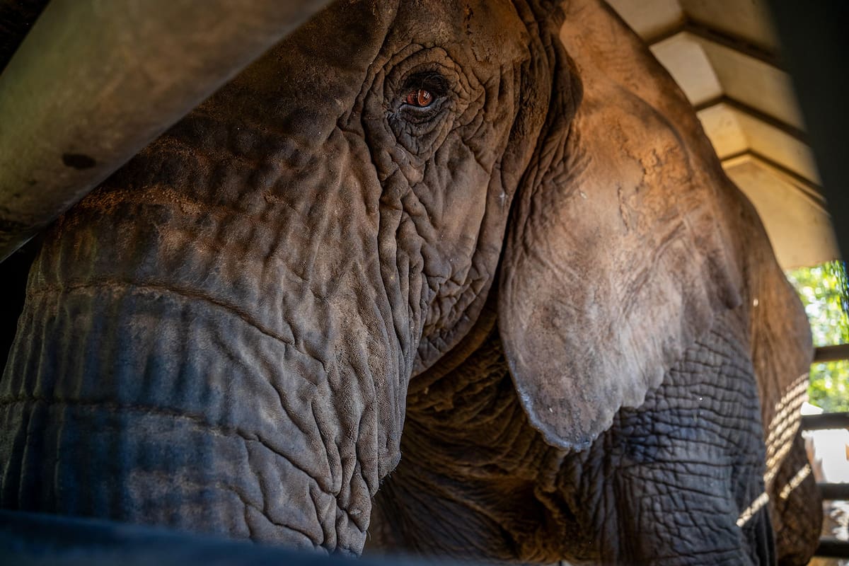 La elefanta Kenya cuando todavía estaba en su caja, al llegar al santuario