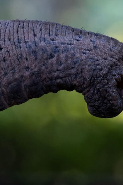 La elefanta Mara que vidió durante 25 años en el zoológico porteño, (hoy Ecoparque) fue trasladada a un santuario en Brasil