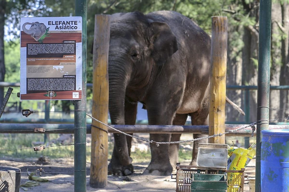 La elefanta Sharima falleció el sábado en el zoológico