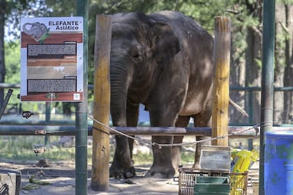 La elefanta Sharima falleció el sábado en el zoológico