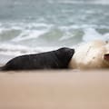 Alfredito, el elefante marino que nació y crece en una playa de Mar del Plata