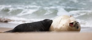 Alfredito, el elefante marino que nació y crece en una playa de Mar del Plata
