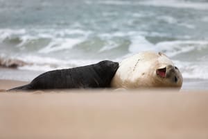 Alfredito, el elefante marino que nació y crece en una playa marplatense, bajo custodia de su madre y el municipio