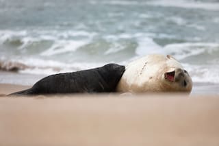 Alfredito, el elefante marino que nació y crece en la playa marplatense
