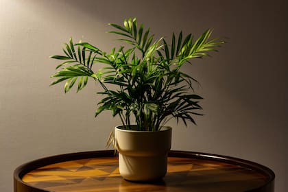 La palma areca purifica el aire eliminando químicos presentes en muebles y productos de limpieza