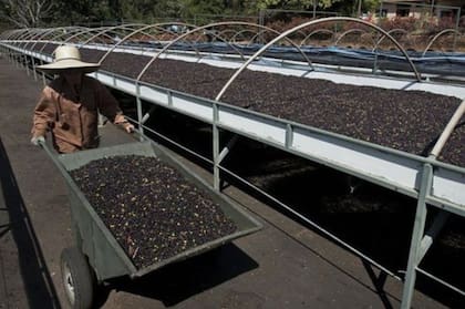 Campfire Coffee, que tuesta sus granos a fuego abierto, pagó 2,49 dólares por libra de café verde a finales de julio, casi un tercio más que a principios de año.