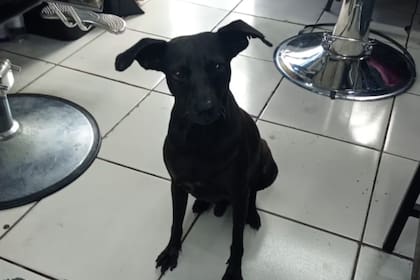 La emocionante historia de Abelito, el perro rescatado de la calle (Foto: Gentileza La teja)