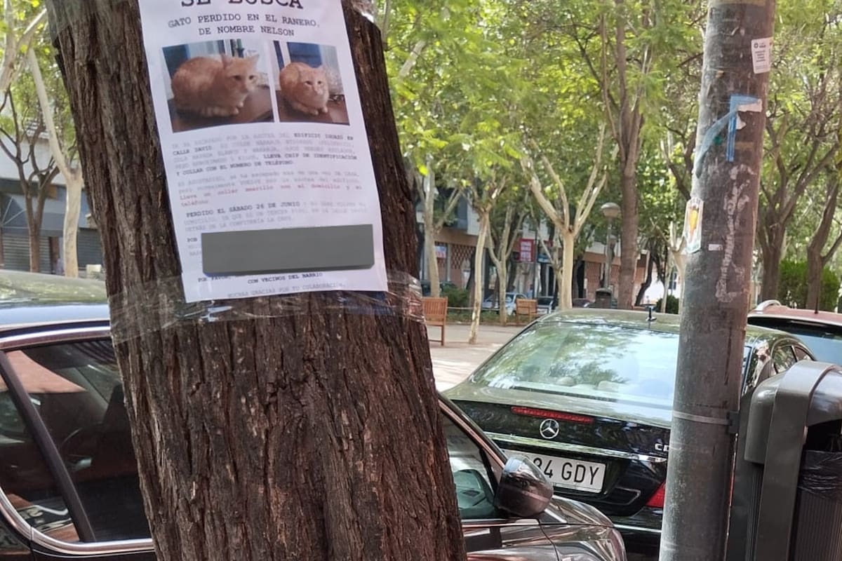 La emotiva historia de la aparición de un gato perdido