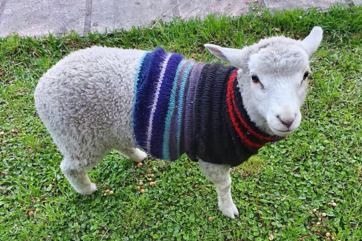 La emotiva historia detrás de la oveja que se volvió viral por jugar al fútbol