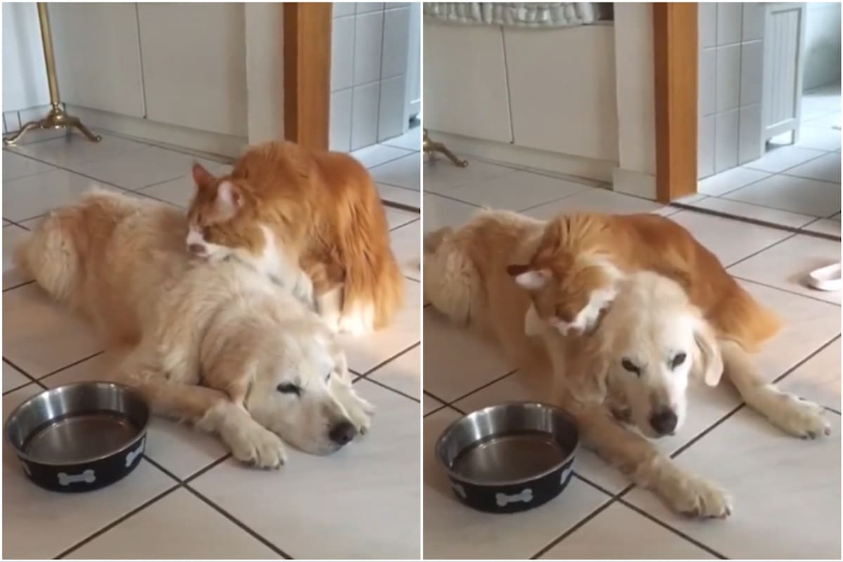 La emotiva reacción del gato al ver a su hermano perruno volver a su casa tras una operación