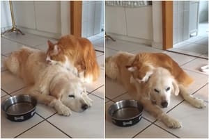 La emotiva reacción del gato al ver a su hermano perruno volver a su casa tras una operación