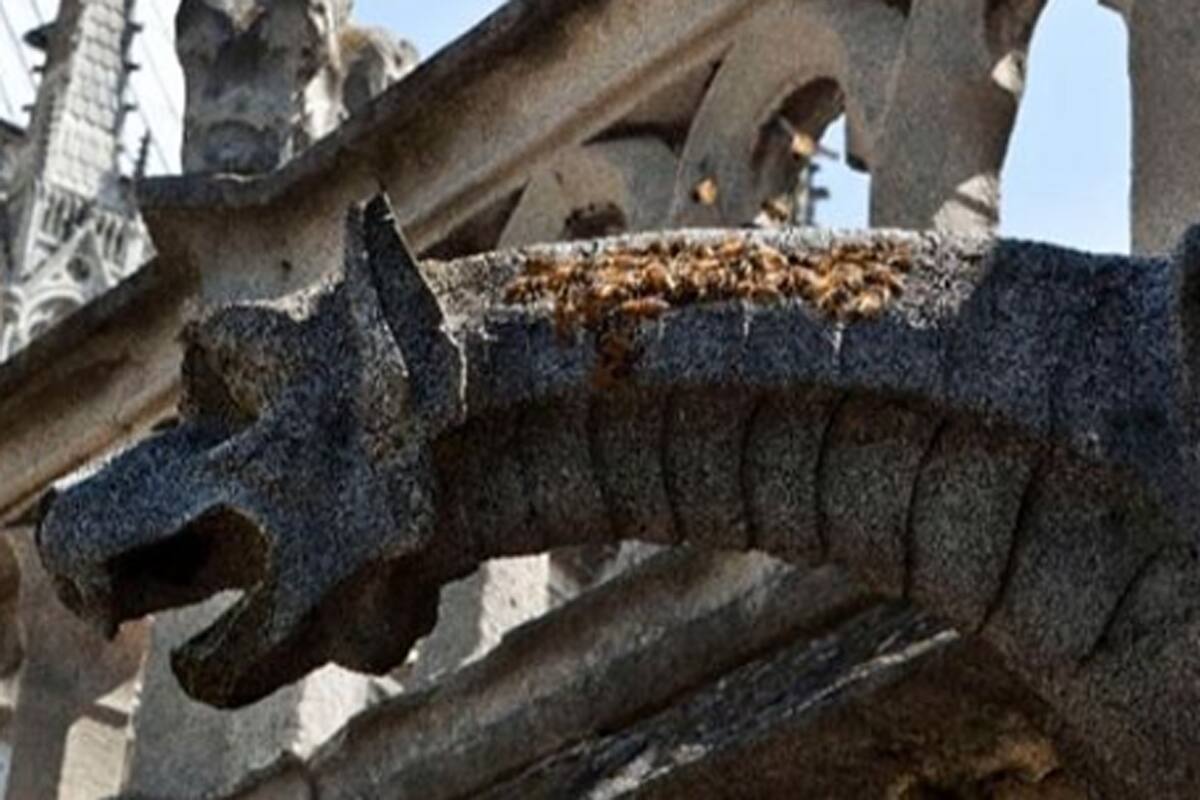 La empresa a cargo las colmenas confirmó que la comunidad de 150 mil abejas sobrevivió al incendio