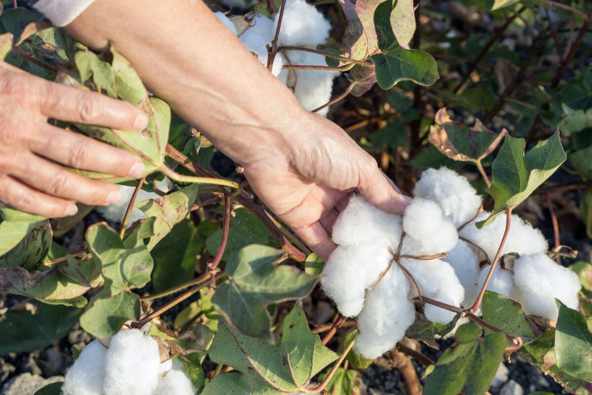 La empresa aduce la falta de materia prima