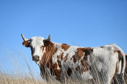 La empresa agropecuaria tiene animales de la raza Bovino Criollo como parte de su estrategia productiva