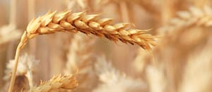 Bayer acelera una apuesta por el trigo híbrido: espera millonarios ingresos