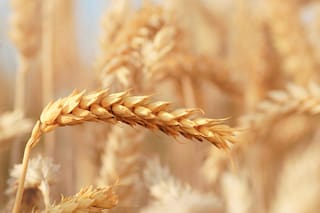 Bayer acelera una apuesta por el trigo híbrido: espera millonarios ingresos