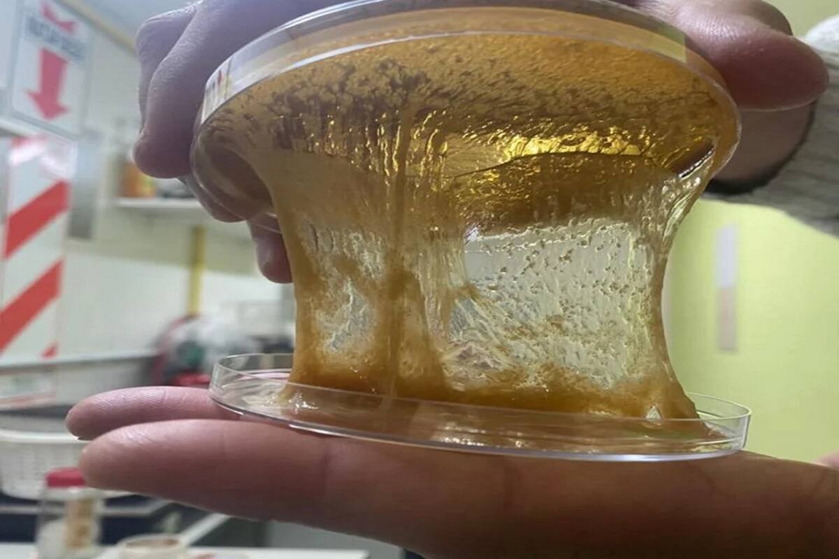 La empresa Biometallum está desarrollando un nuevo método para extraer el litio de la salmuera en solo unas horas y sin necesidad de evaporar el agua, lo que implicaría un menor impacto ambiental. Se basa en el uso de bacterias capaces de absorber este mineral y ya recibieron una inversión de un fondo santafesino para construir prototipos y escalar el proyecto