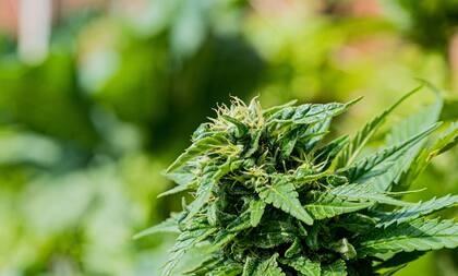 La empresa Boomtown Vapor de Texas demanda al estado por nuevas regulaciones al cáñamo