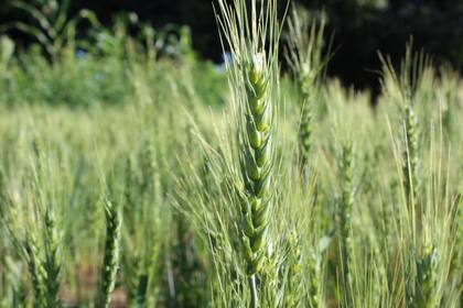 La Empresa Brasileña de Investigación Agropecuaria de Brasil viene haciendo prueba de cultivares adaptados al norte del país para extender las fronteras del cultivo