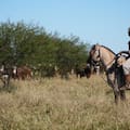 Una empresa agropecuaria de la familia Brito pagó US$22,8 millones por un campo y anticipó una posible incorporación de nuevos accionistas