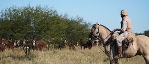 Una empresa agropecuaria de la familia Brito pagó US$22,8 millones por un campo y anticipó una posible incorporación de nuevos accionistas