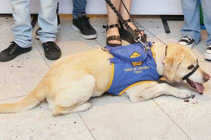 La empresa de alimentos Eukanuba esponsorea a los perros durante su crecimiento y entrenamiento en la institución y, además, alimenta a los perros de los 44 usuarios que tienen a la fecha perros de asistencia de Bocalán.