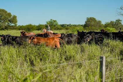 La empresa desarrolla sus actividades en una superficie de más de 90.000 hectáreas en la provincia de Salta