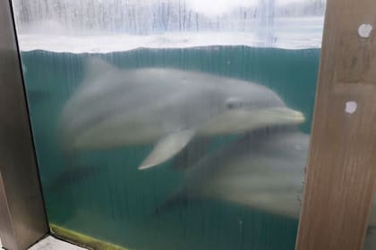 La empresa Dolphin desmiente las denuncias por parte del intendente