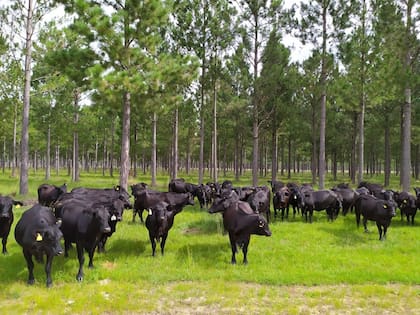 La empresa empezó en la producción silvopastoril para encontrar una solución al crecimiento forestal sin perjudicar a la ganadería